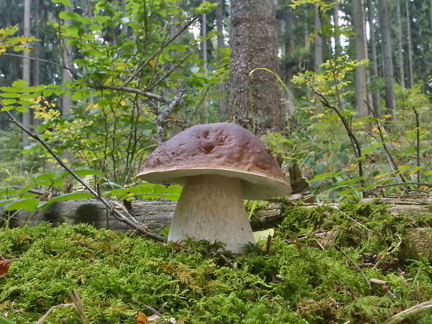 hríb smrekový Boletus edulis Bull.