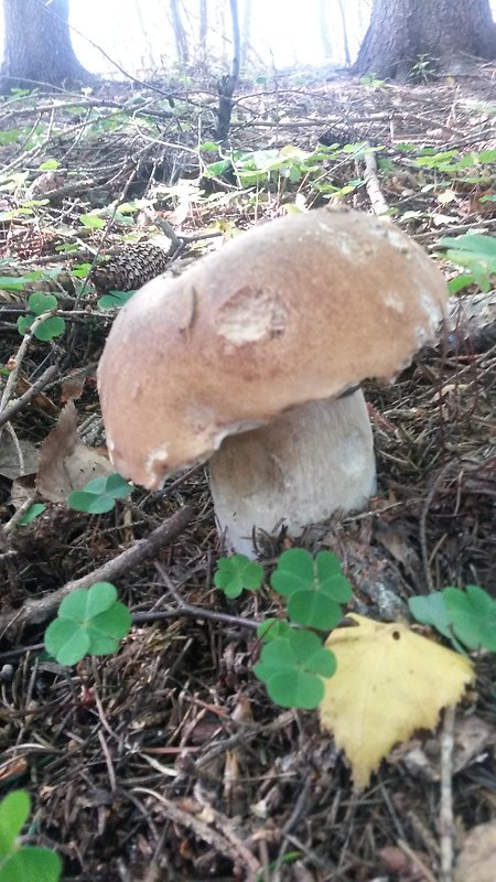 hríb smrekový Boletus edulis Bull.