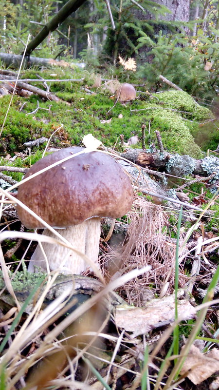 hríb smrekový Boletus edulis Bull.