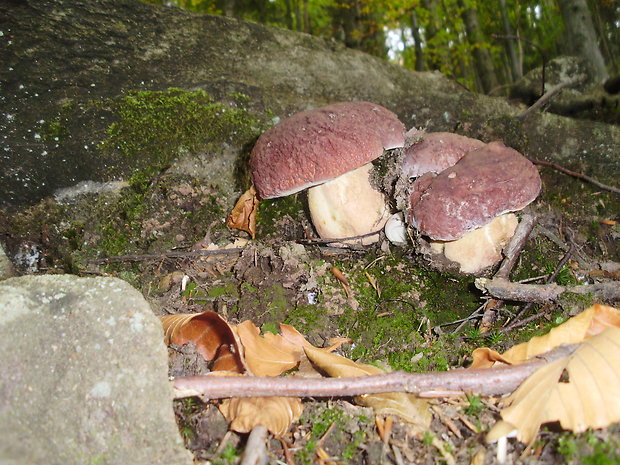 hríb sosnový Boletus pinophilus Pil. et Dermek in Pil.