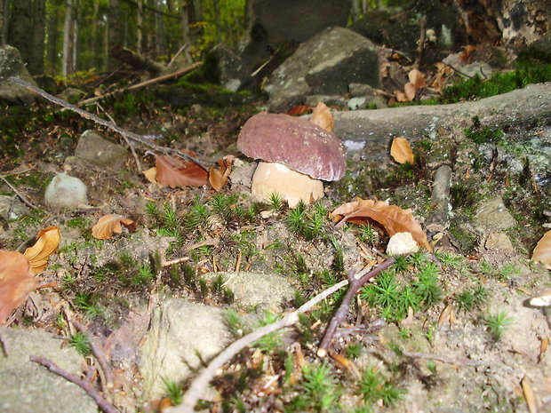 hríb sosnový Boletus pinophilus Pil. et Dermek in Pil.