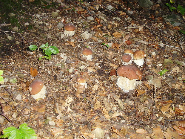 hríb dubový Boletus reticulatus Schaeff.