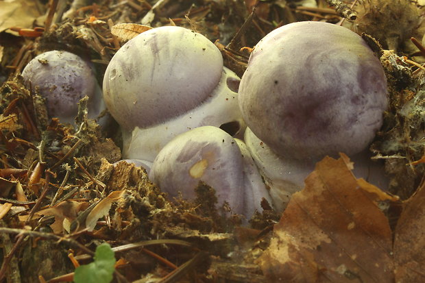 pavučinovec Cortinarius sp.