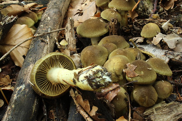 pavučinovec Cortinarius sp.