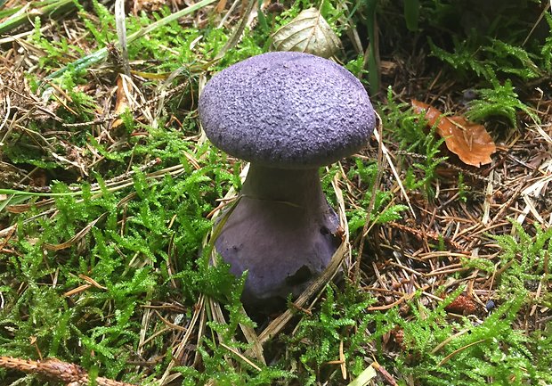 pavučinovec fialový Cortinarius violaceus (L.) Gray