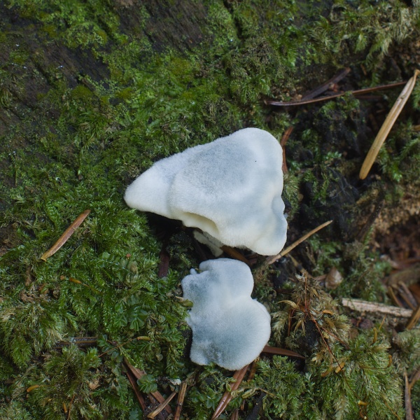 šťavnatec modrastý Cyanosporus caesius (Schrad.) McGinty