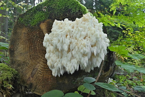 koralovec jedľový Hericium alpestre Pers.