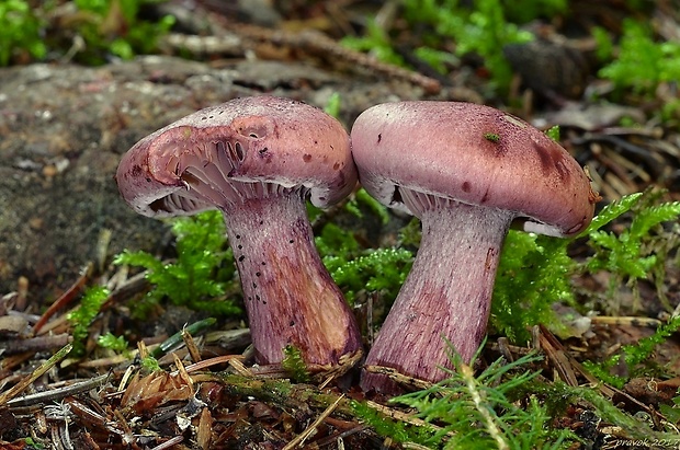 šťavnačka vínovočervená Hygrophorus capreolarius Kalchbr.