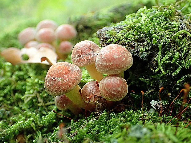 strapcovka tehlovočervená Hypholoma lateritium (Schaeff.) P. Kumm.