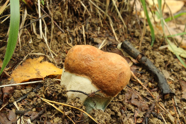 kozák osikový Leccinum albostipitatum den Bakker & Noordel.