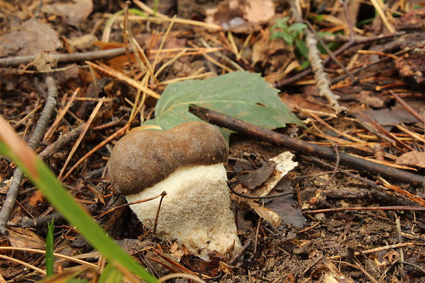 kozák brezový Leccinum scabrum (Bull.) Gray