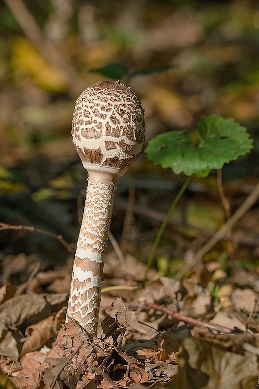 bedľa vysoká Macrolepiota procera (Scop.) Singer