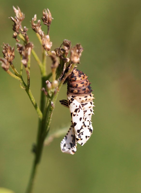 hnedáčik pyštekový  Melitaea didyma