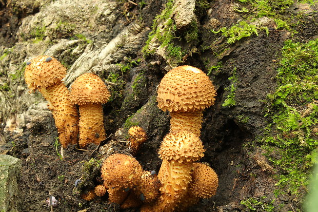 šupinovka Pholiota sp.