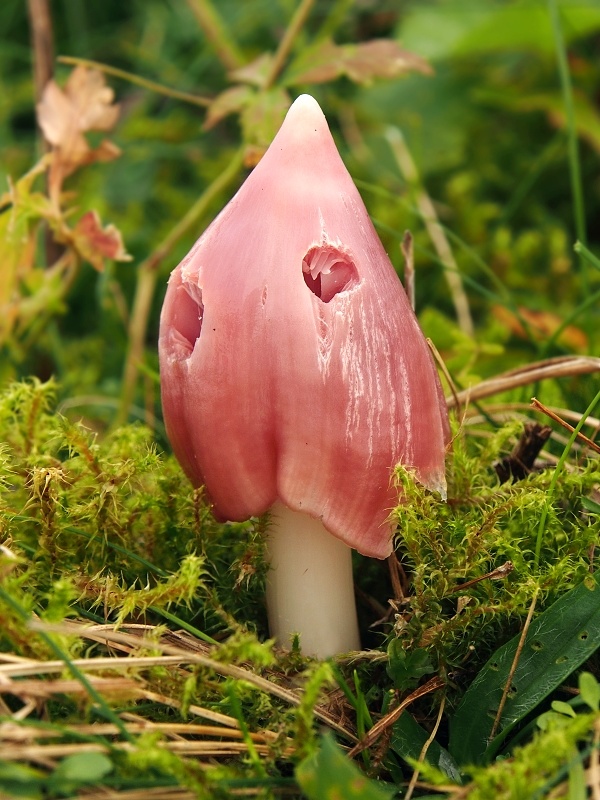 lúčnica ružovočervená Porpolomopsis calyptriformis (Berk.) Bresinsky