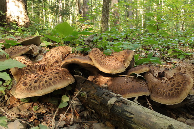 jelenkovec škridlicovitý Sarcodon imbricatus (L.) P. Karst.