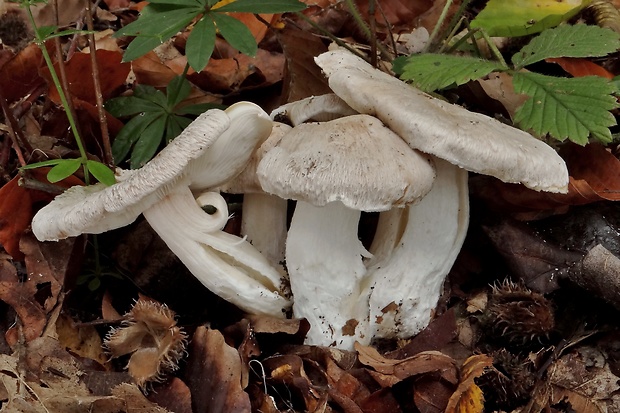 čírovka Tricholoma filamentosum (Alessio) Alessio