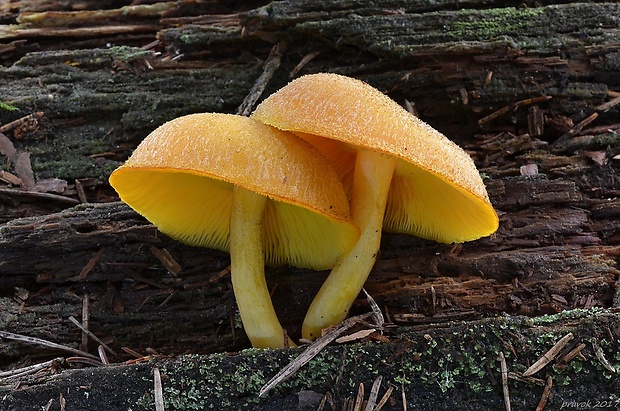 čírovec ozdobný Tricholomopsis decora (Fr.) Singer