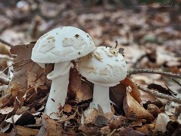 muchotrávka citrónovožltá biela Amanita citrina var. alba (Gillet) Rea