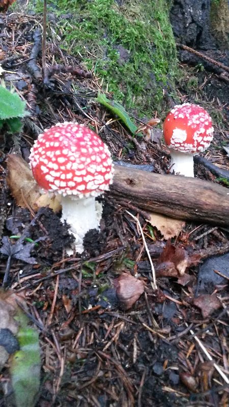 muchotrávka červená Amanita muscaria (L.) Lam.