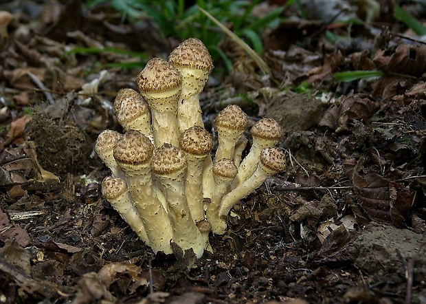 podpňovka Armillaria sp.