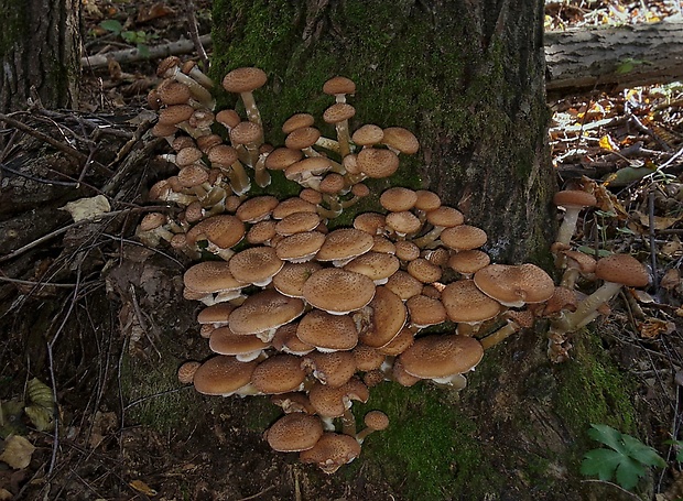 podpňovka Armillaria sp.