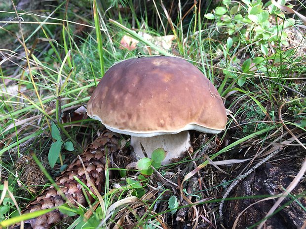 hríb smrekový Boletus edulis Bull.