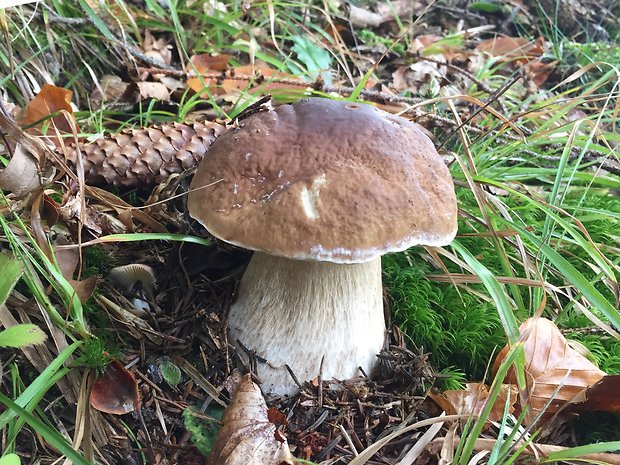 hríb smrekový Boletus edulis Bull.