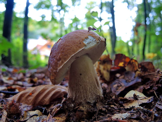 hríb smrekový Boletus edulis Bull.