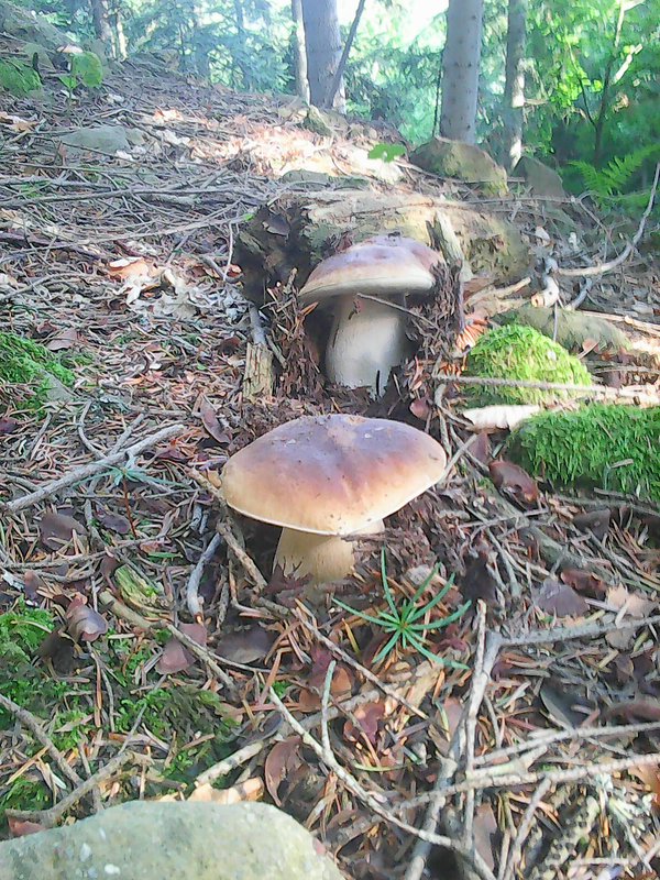 hríb smrekový Boletus edulis Bull.