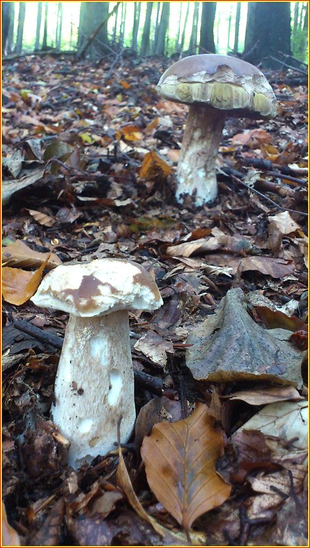 hríb smrekový Boletus edulis Bull.