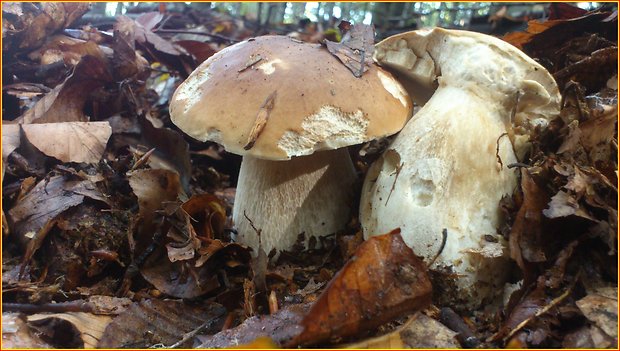 hríb smrekový Boletus edulis Bull.