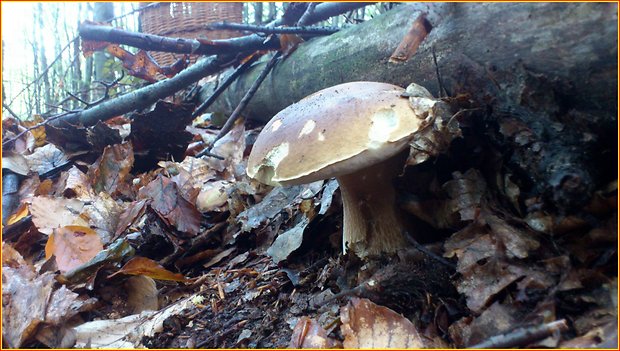 hríb smrekový Boletus edulis Bull.