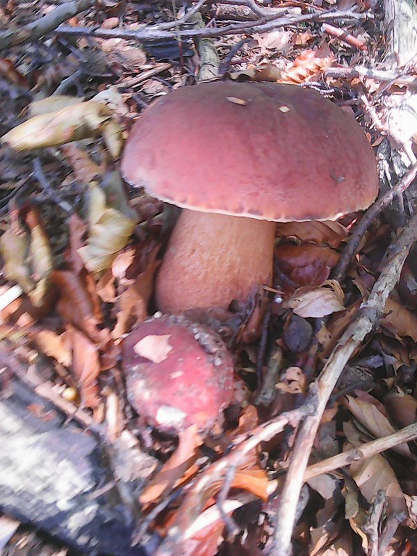 hríb sosnový Boletus pinophilus Pil. et Dermek in Pil.