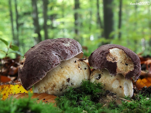 hríb sosnový Boletus pinophilus Pil. et Dermek in Pil.