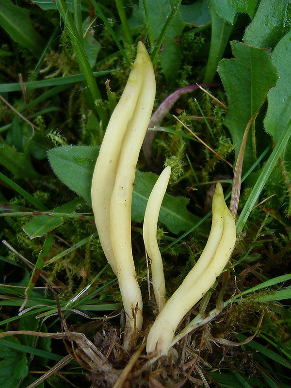 kyjačik Clavaria amoenoides Corner, K.S. Thind & Anand