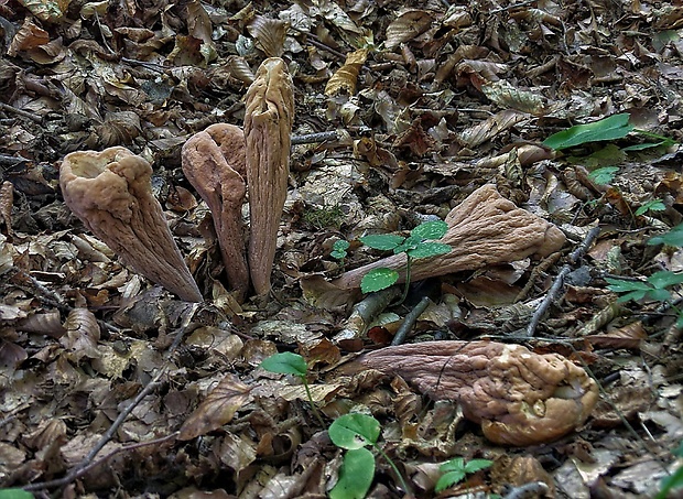 kyjak obrovský Clavariadelphus pistillaris (Fr.) Donk