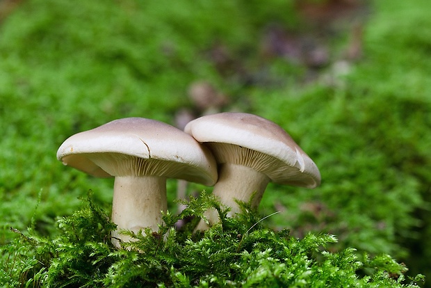 strmuľka inovaťová Clitocybe nebularis (Batsch) P. Kumm.