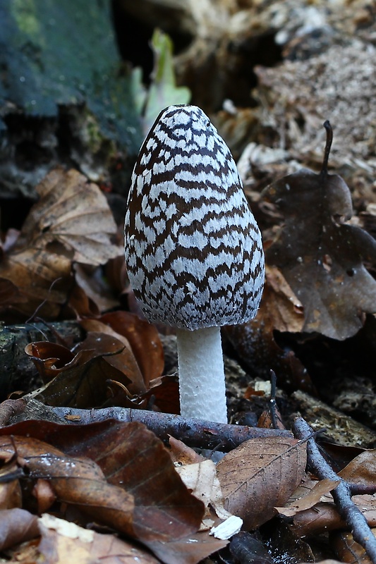 hnojník strakatý Coprinopsis picacea (Bull.) Redhead, Vilgalys & Moncalvo