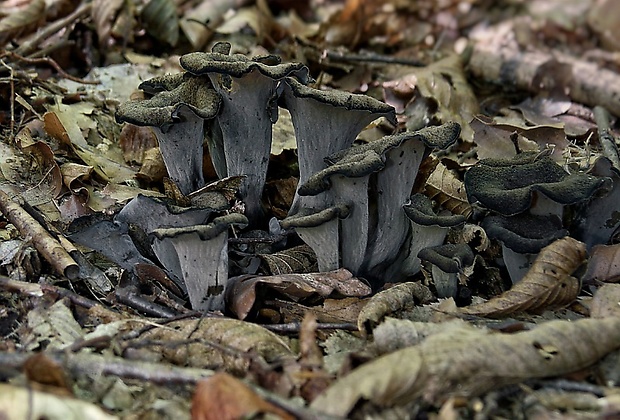 lievik trúbkovitý Craterellus cornucopioides (L.) Pers.