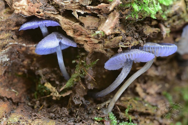 hodvábnica fialovomodrá Entoloma euchroum (Pers.) Donk