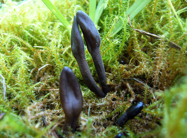 jazýček šupinkatý Geoglossum cf. fallax E.J. Durand