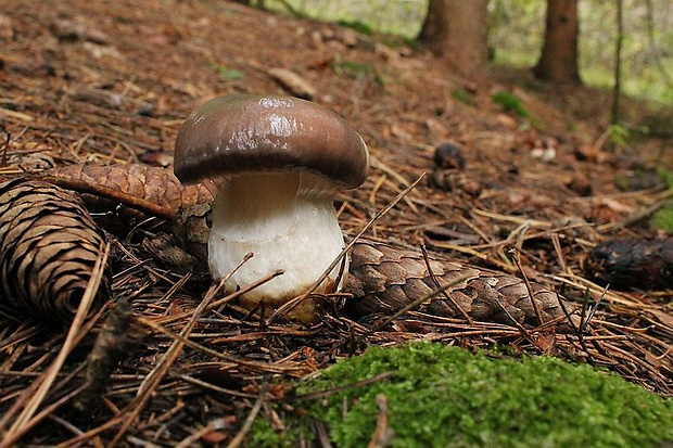 sliziak mazľavý Gomphidius glutinosus (Schaeff.) Fr.