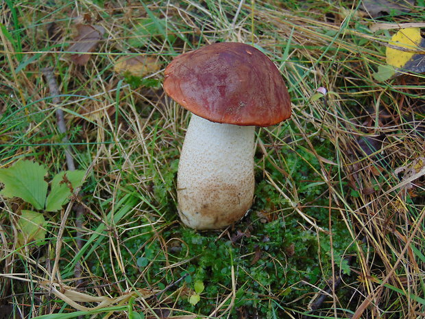 kozák osikový Leccinum albostipitatum den Bakker & Noordel.