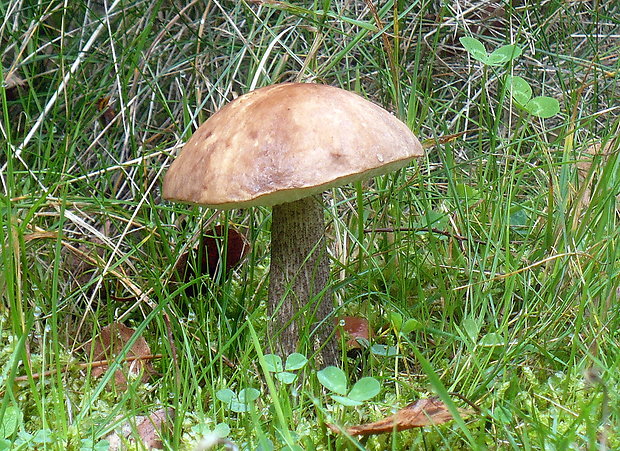 kozák brezový Leccinum scabrum (Bull.) Gray