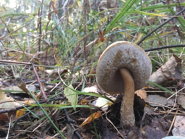 kozák brezový Leccinum scabrum (Bull.) Gray