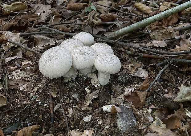 prášnica Lycoperdon sp.