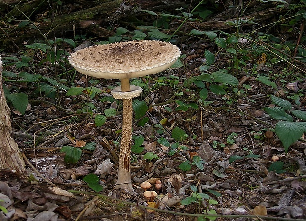 bedľa vysoká Macrolepiota procera (Scop.) Singer