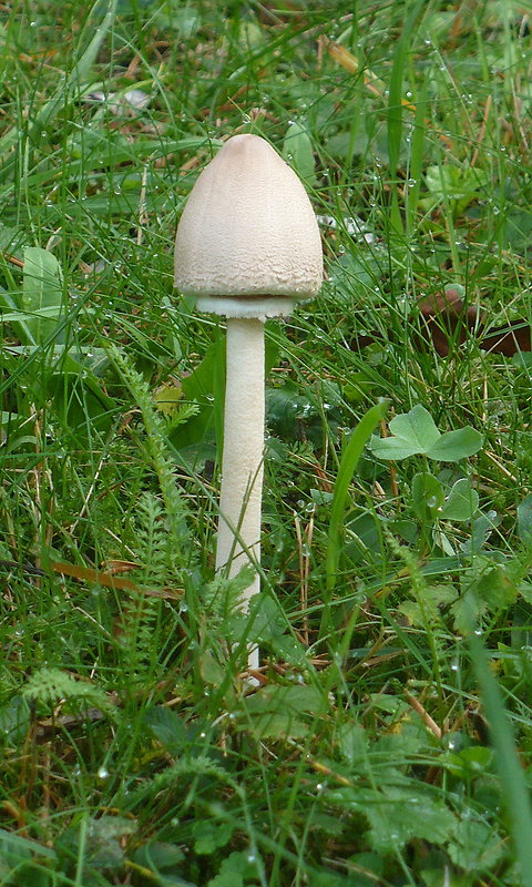 bedľa Macrolepiota sp.