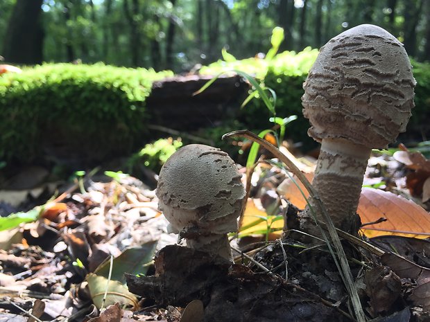 bedľa Macrolepiota sp.